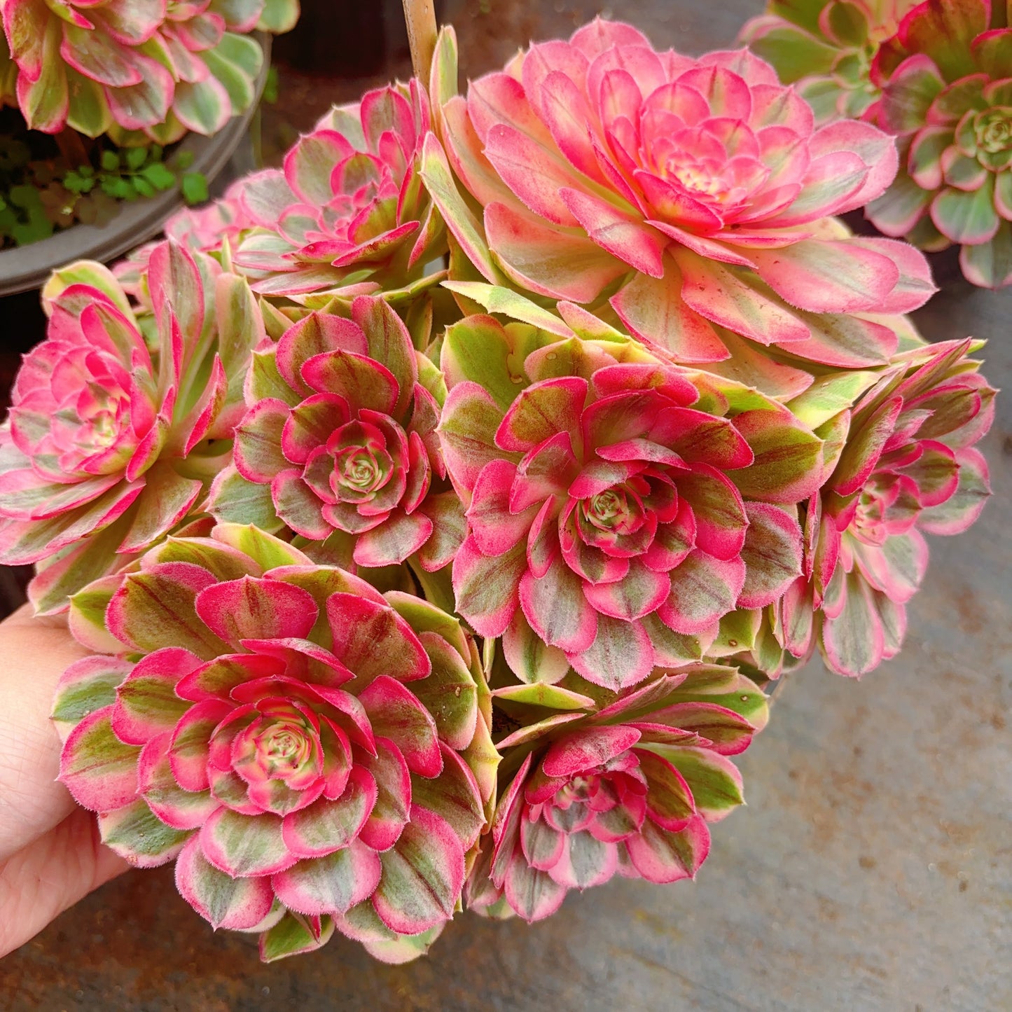 海神,Aeonium Nereus,Cluster,20-25cm,At Least 10 heads