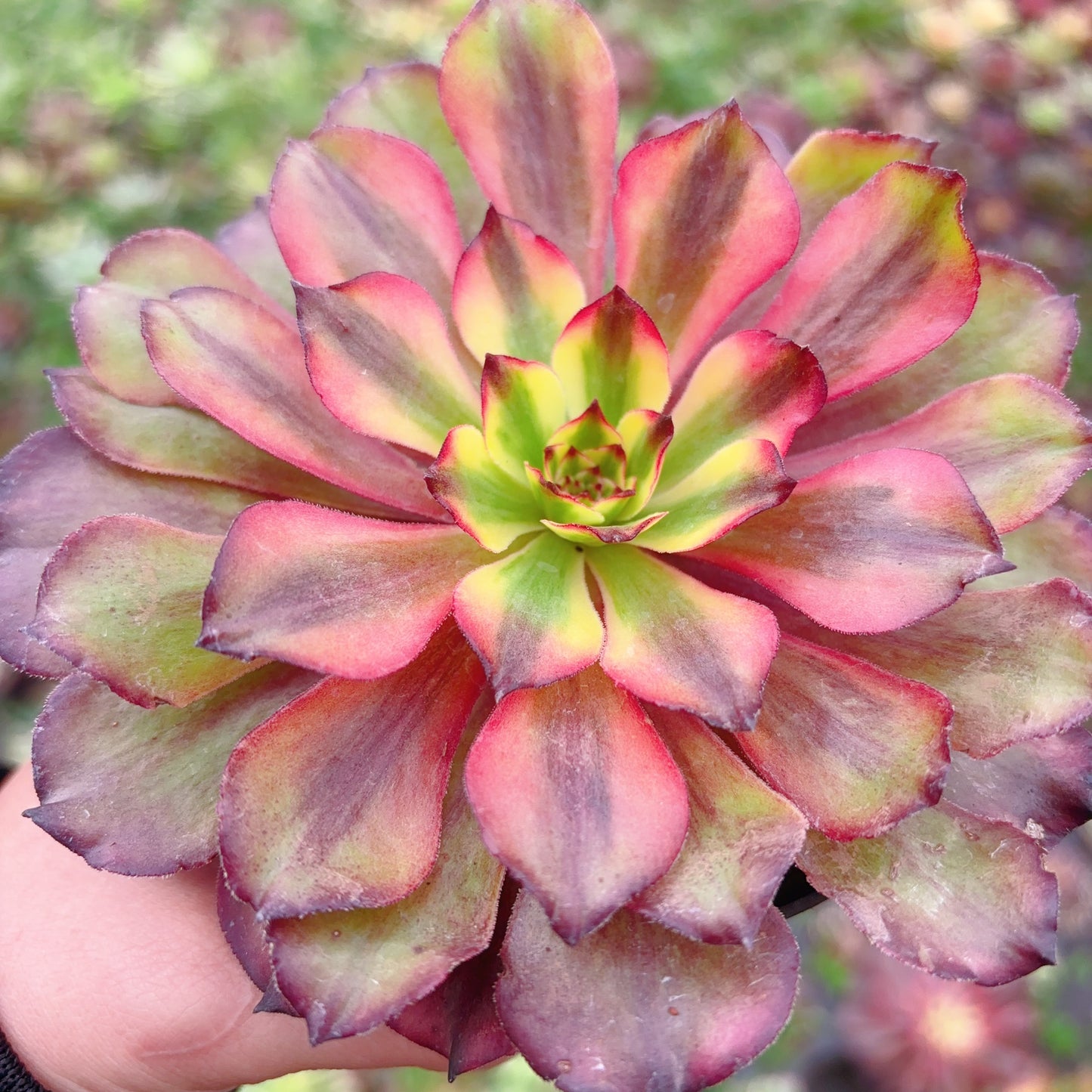 皱叶美姬,Aeonium Winkle Leaves Meiji,Single Head,13cm