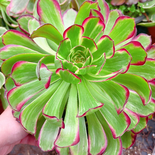 嫦娥,Aeonium Chang`e,Cutting 10cm