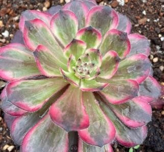 紫霞 Aeonium Purple Kasumi,Single Head With Root 13cm
