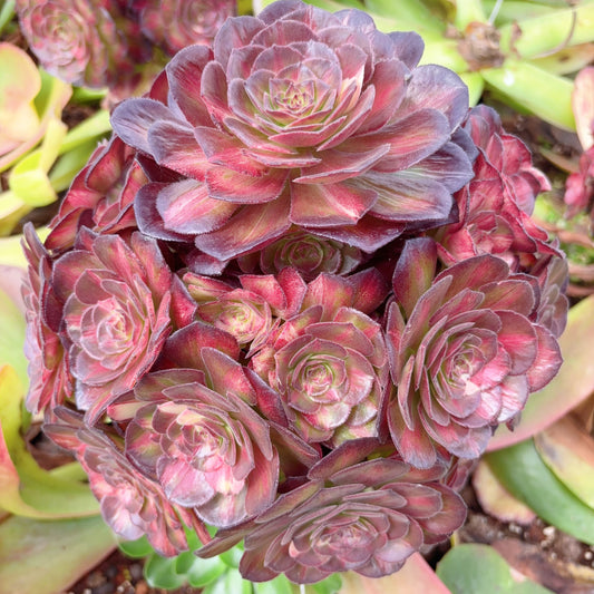 龙鳞,Aeonium Dragon Scale,Rootless cluster,about 15 heads,20cm