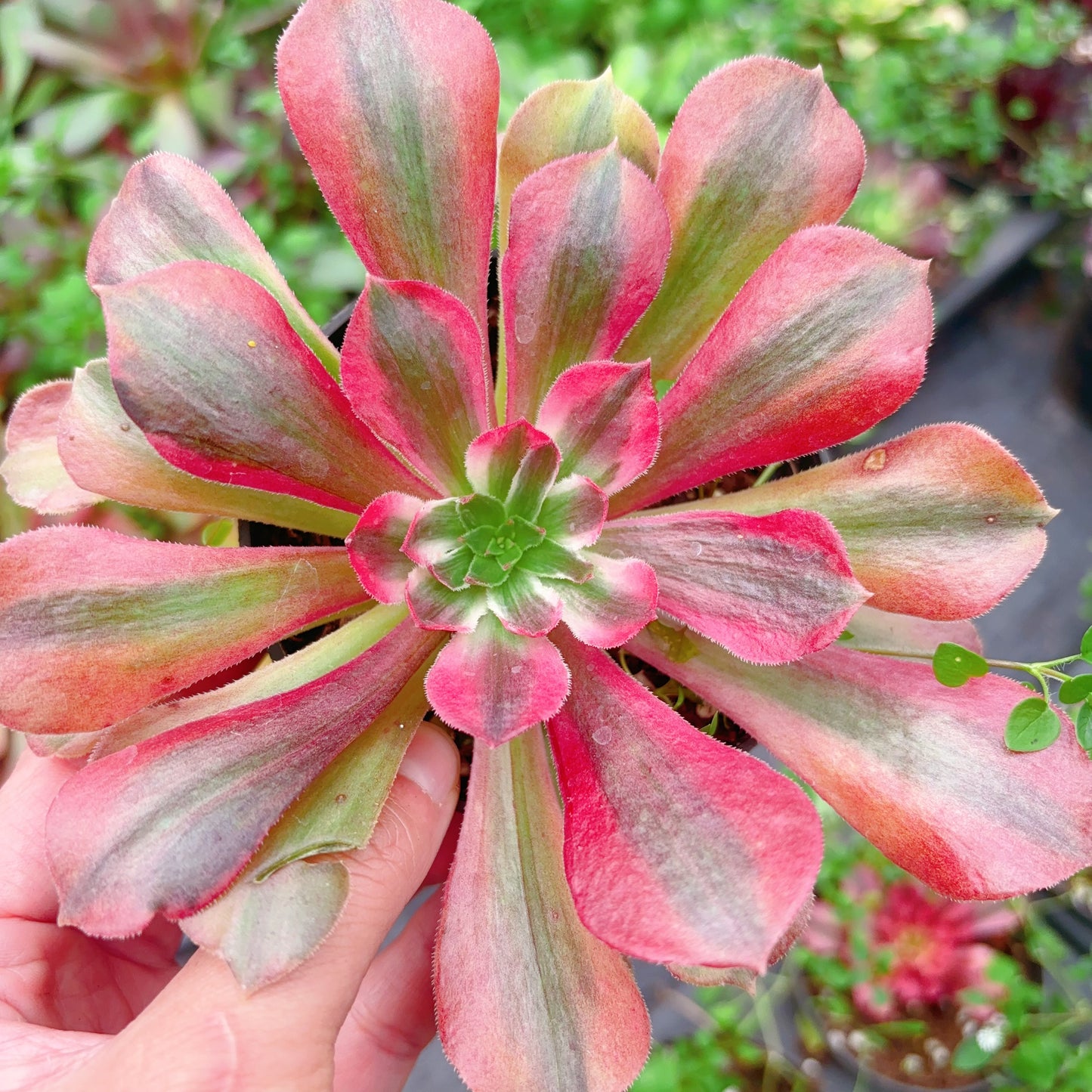 金辉,Aeonium Golden Glow,Cutting,10cm