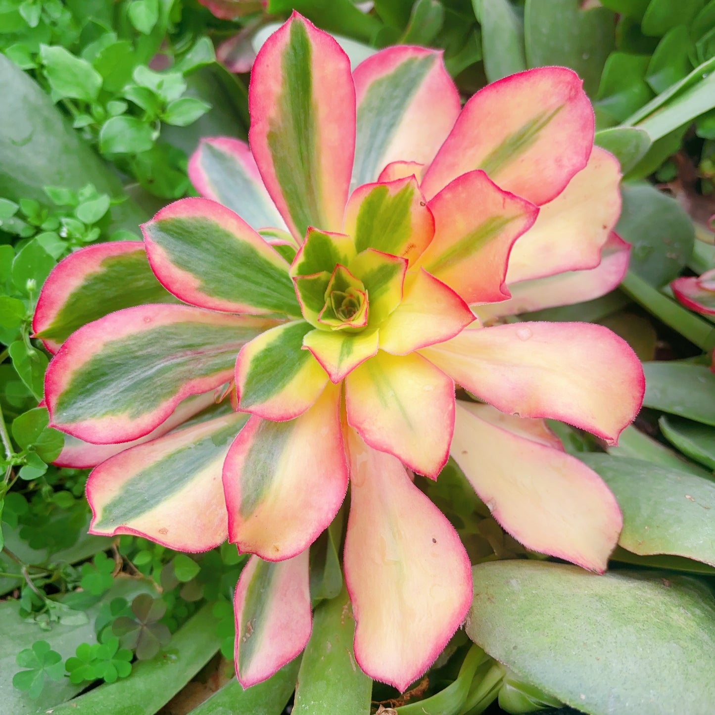 Pre-sale!!!!Shipping in September!!!!!欧紫X巫毒,Aeonium Plum Purdy Hybrid.Voodoo,COLLECTING NAMES!!Cutting,15cm
