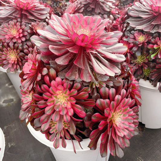 粉体黑铜壶,Aeonium Pink Zwartkin,Cluster 30-40cm,At Least 12 heads
