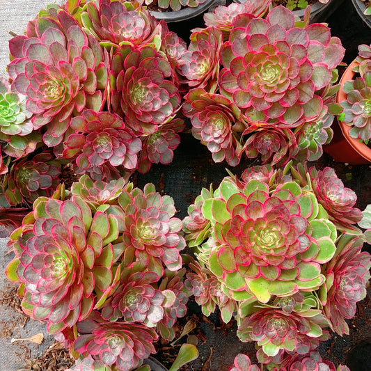 夜宴,Aeonium Evening Banquet,Cluster,20-25cm At Least 10 heads