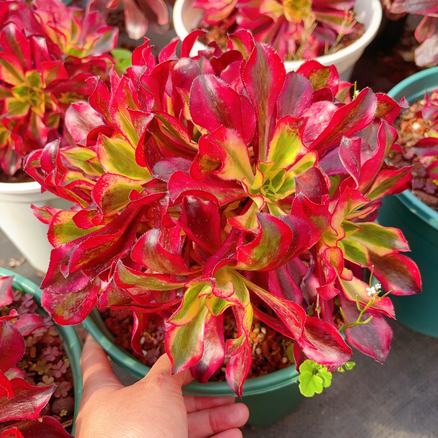 魅影群生,Cluster Aeonium Phantom,20cm,Cluster At Least 8heads