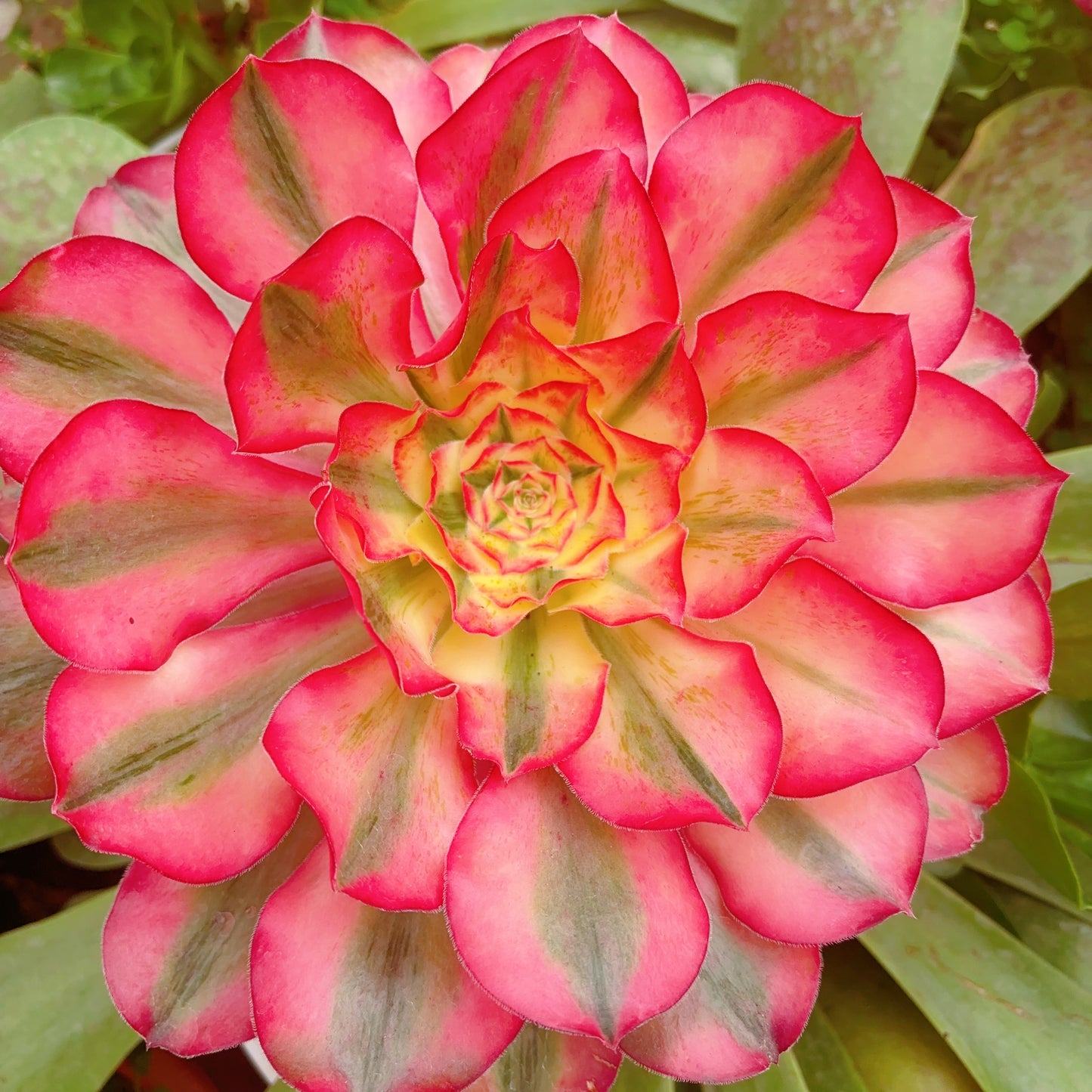 爱丽丝,Aeonium Alice,Cutting 15-20cm