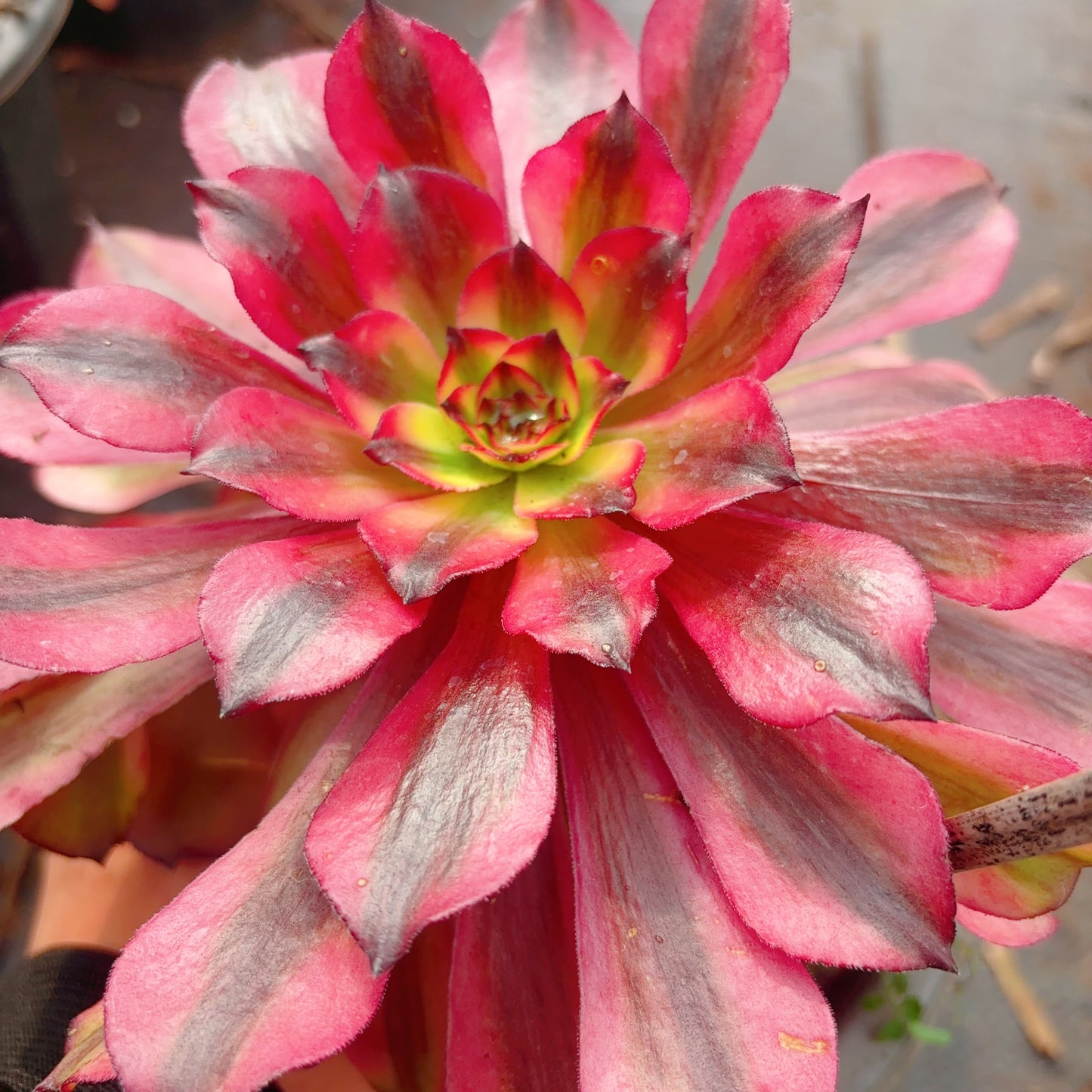 皱叶美姬,Aeonium Winkle Leaves Meiji,Single Head,13cm