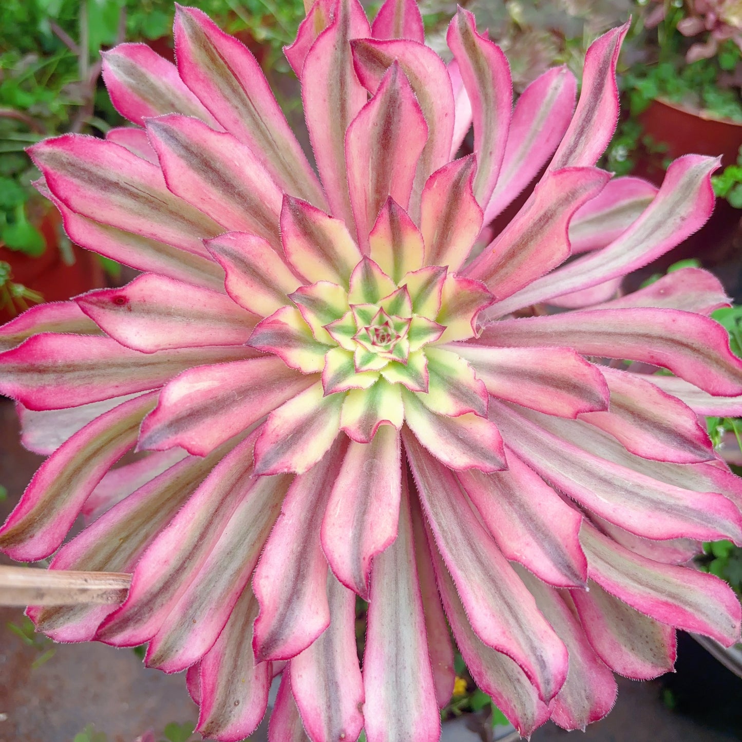 仙墨 Aeonium Fairy Ink,Cutting  10cm