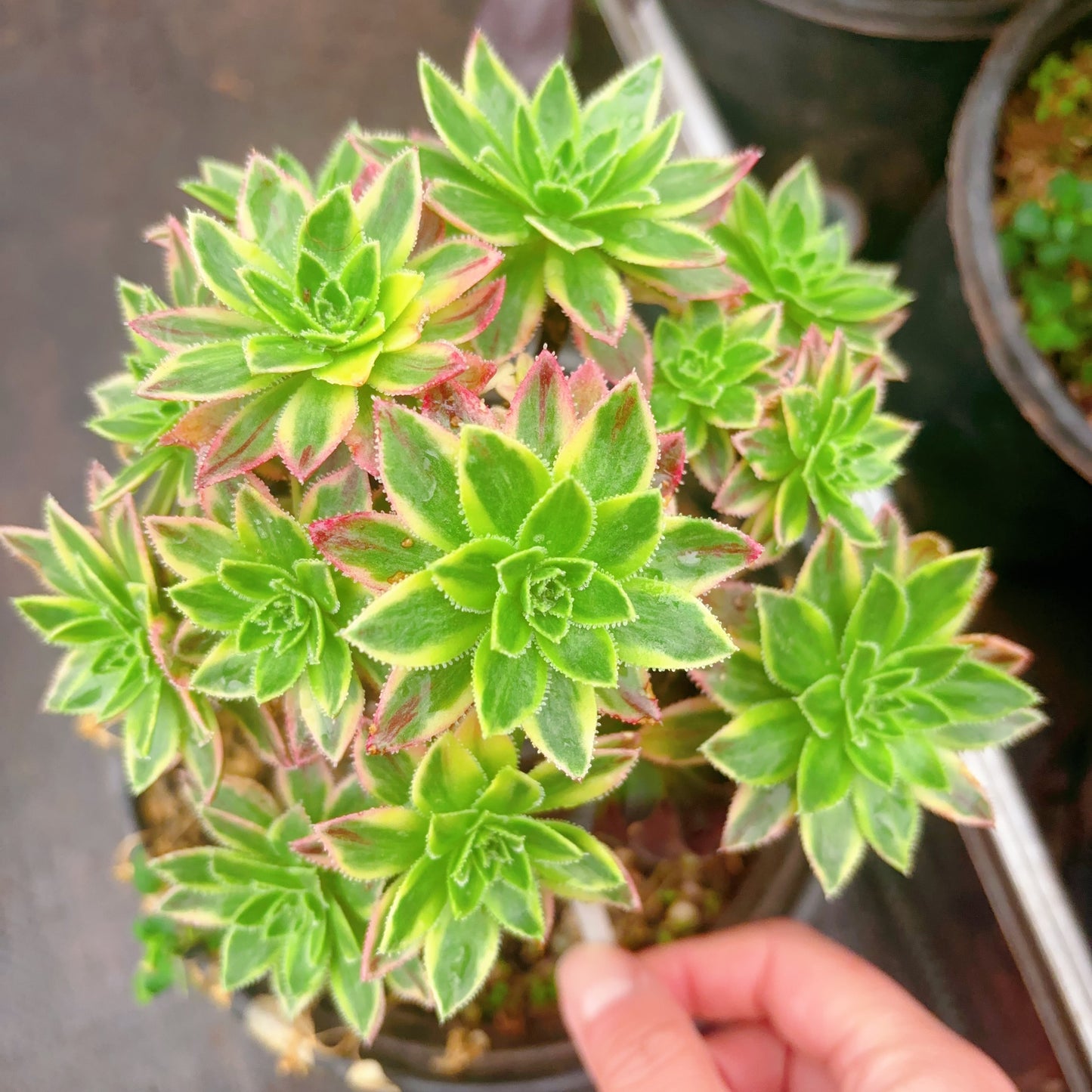 巴贝图锦,Aeonium Babetu Varigation,Rootless Cluster,15cm at least 10 heads