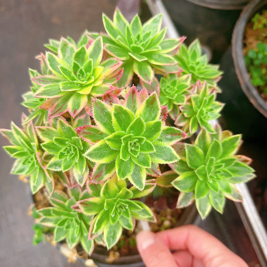 巴贝图锦,Aeonium Babetu Varigation,Rootless Cluster,15cm at least 10 heads