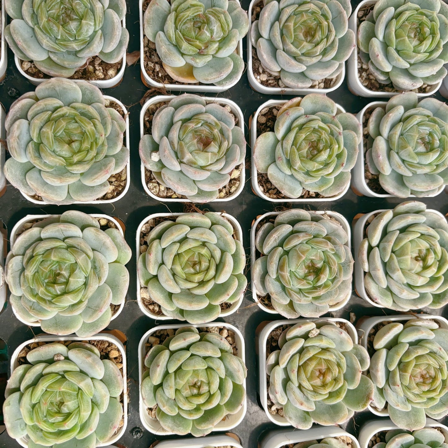 白色恋人,Echeveria White Lovers,Single Head,6.5cm