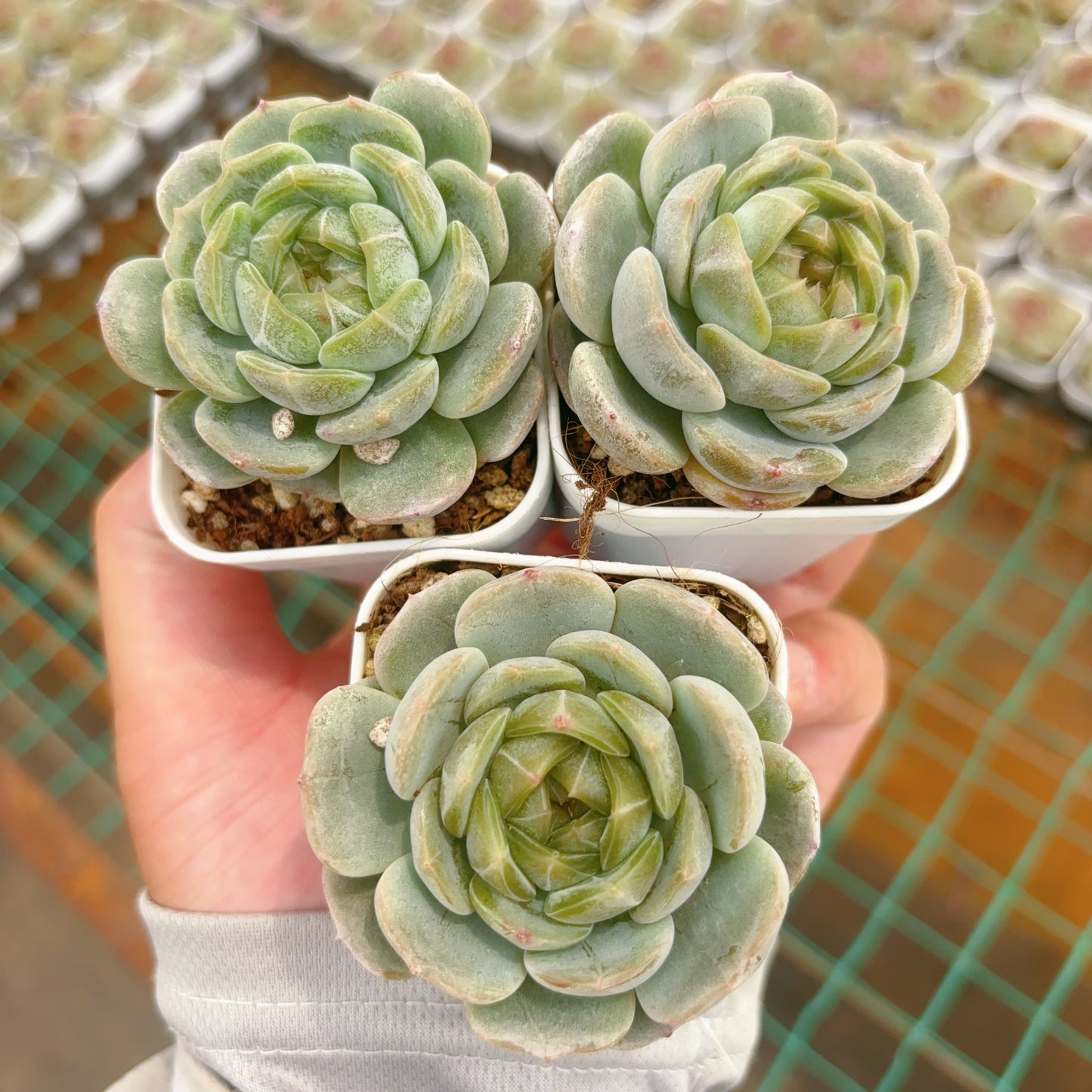 白色恋人,Echeveria White Lovers,Single Head,6.5cm