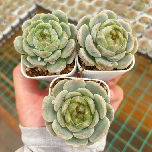 白色恋人,Echeveria White Lovers,Single Head,6.5cm
