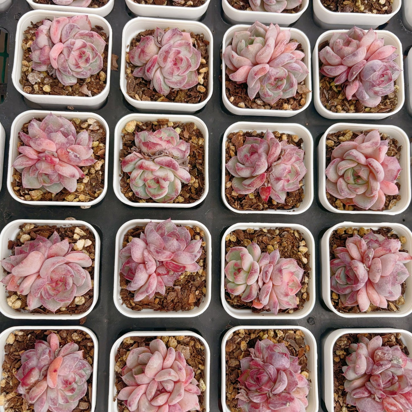 文槿,Echeveria Rose of Sharon,2 heads,6.5cm Pot