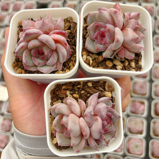 文槿,Echeveria Rose of Sharon,2 heads,6.5cm Pot