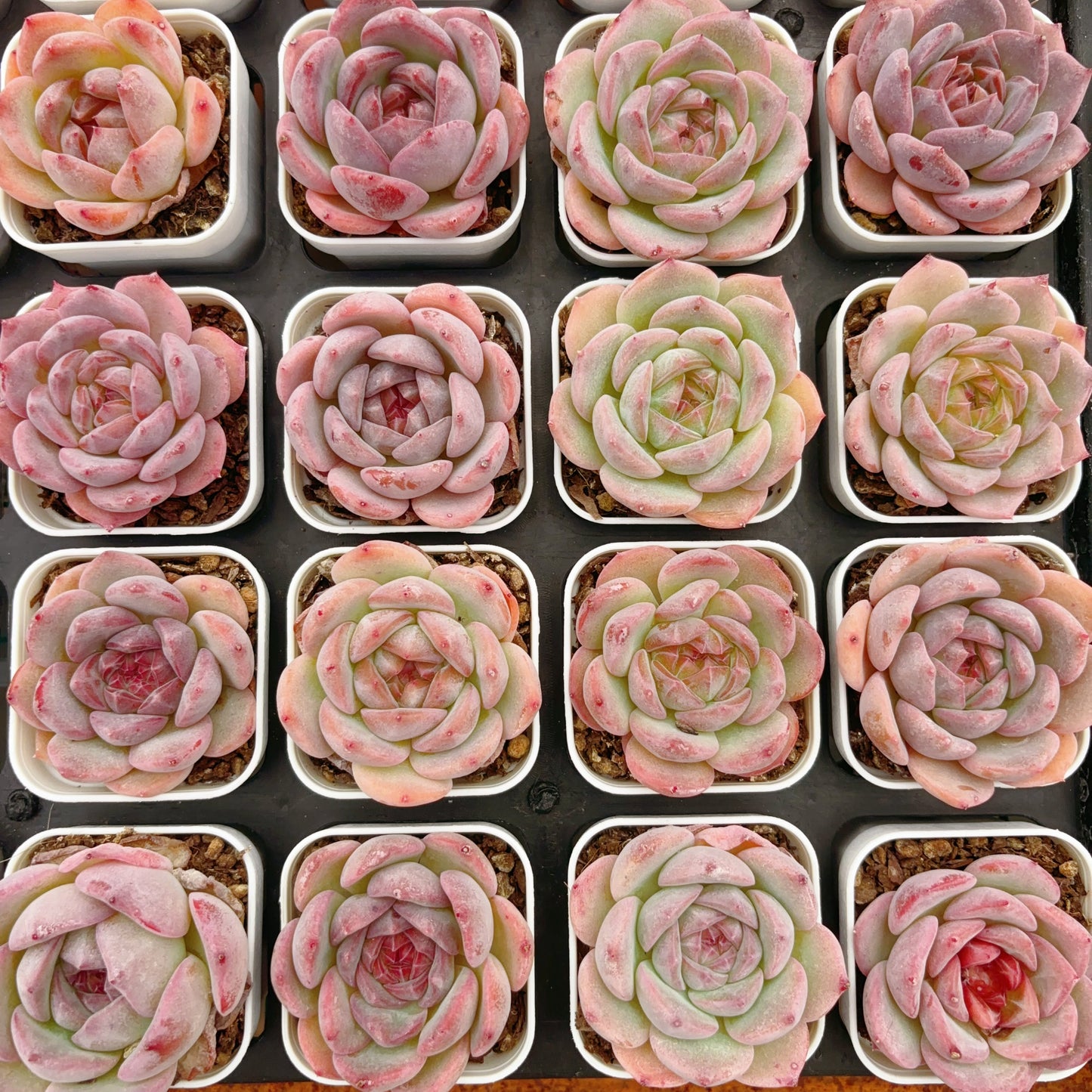 清荷,Echeveria Elegant Lotus,Single Head,6.5cm Pot