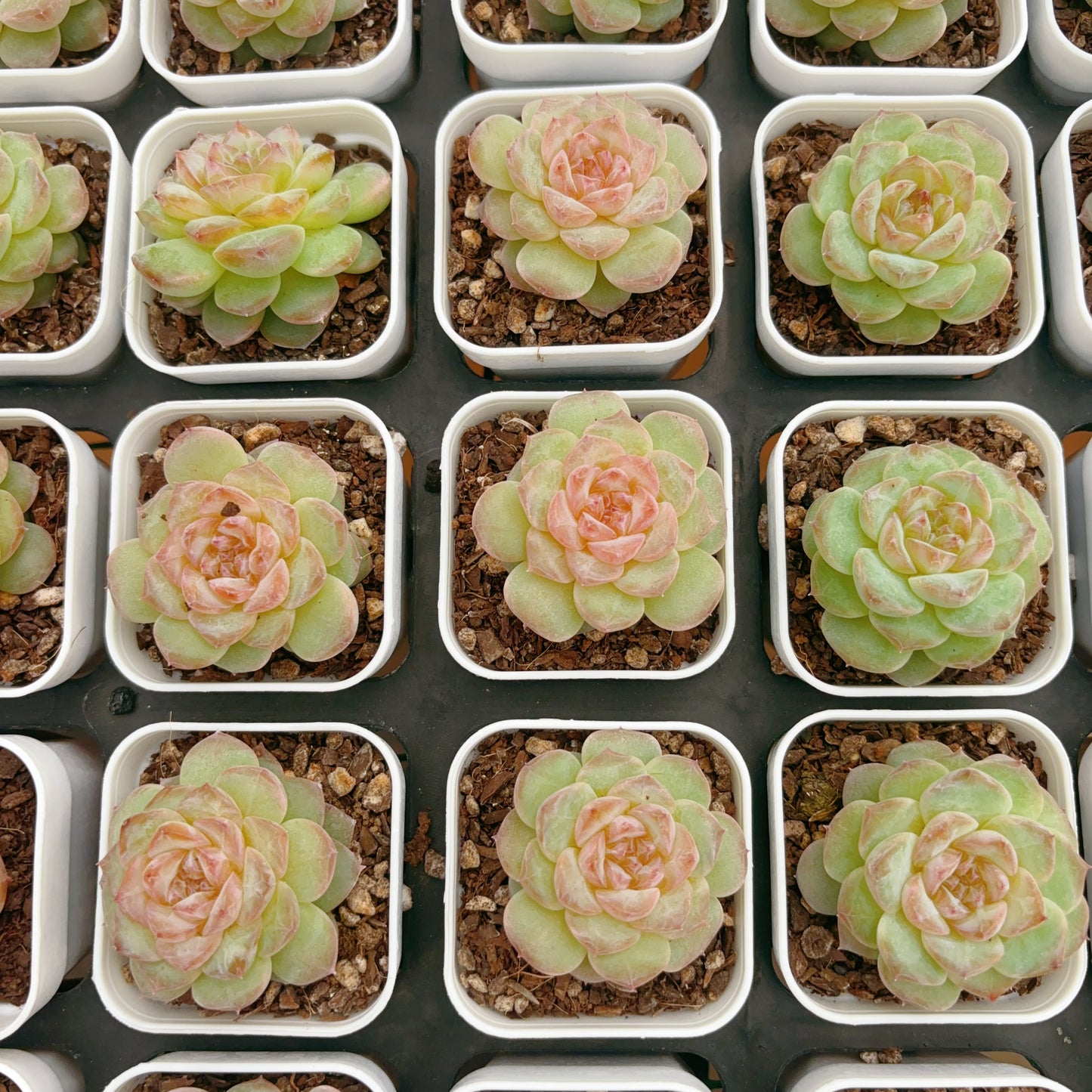 弗洛伊德,Echeveria Freud,Single Head,6.5cm Pot