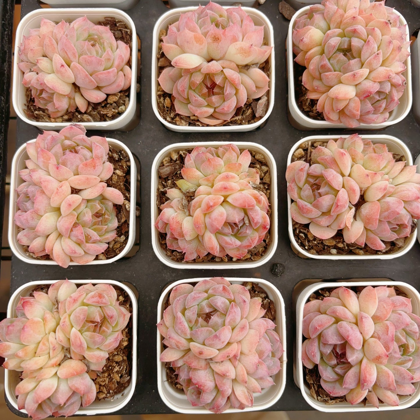 七仙女,Echeveria The Seven Fairy,Cluster,6.5cm Pot