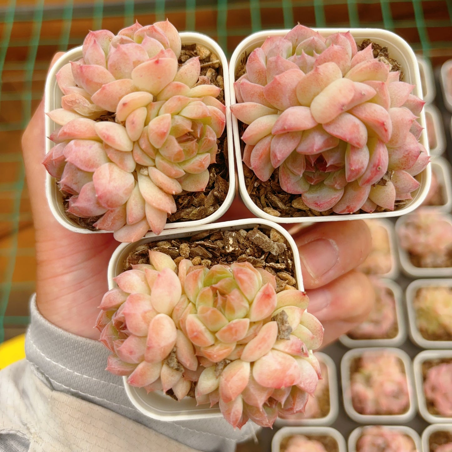 七仙女,Echeveria The Seven Fairy,Cluster,6.5cm Pot