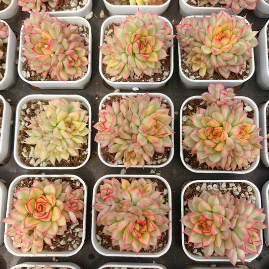 女雏锦 Varigated Echeveria Mebina,Small cluster,6.5cm Pot