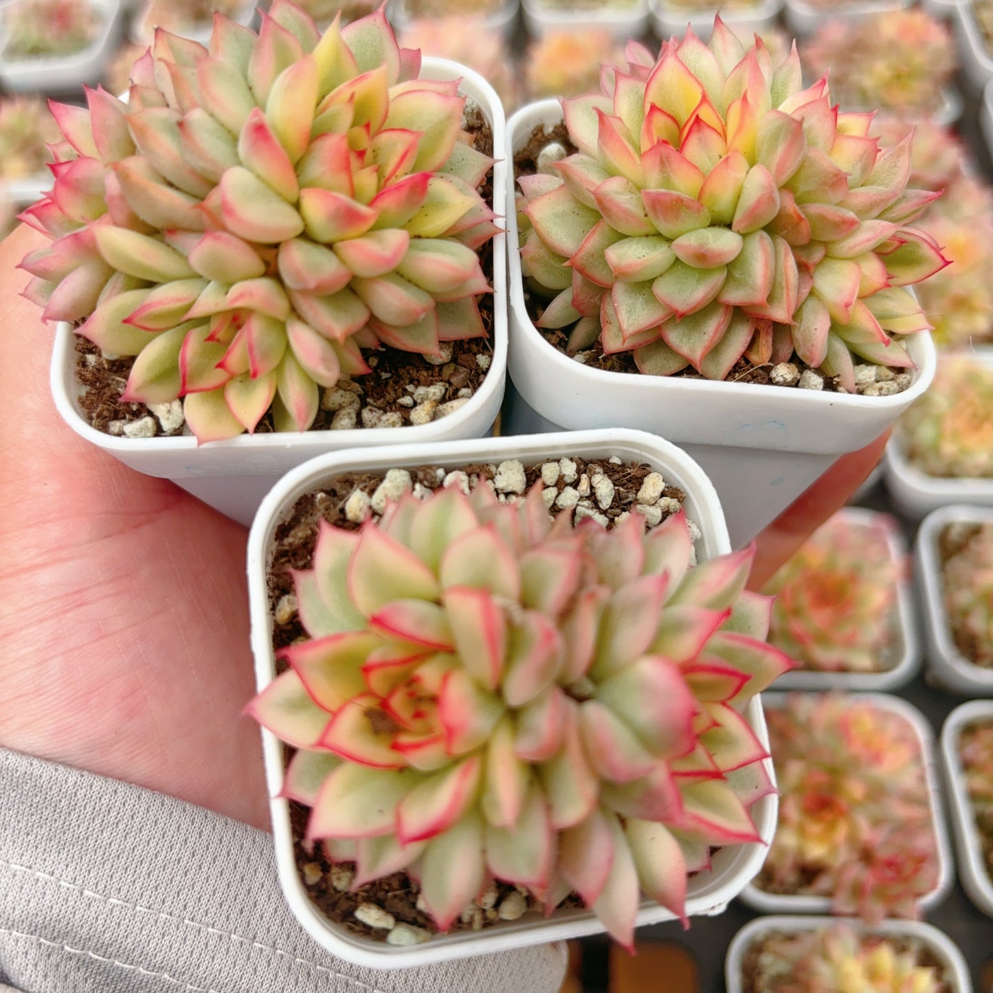 女雏锦 Varigated Echeveria Mebina,Small cluster,6.5cm Pot