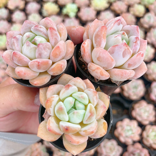雪酥,Echeveria Snowball Cookies,Single Head,5.5cm pot