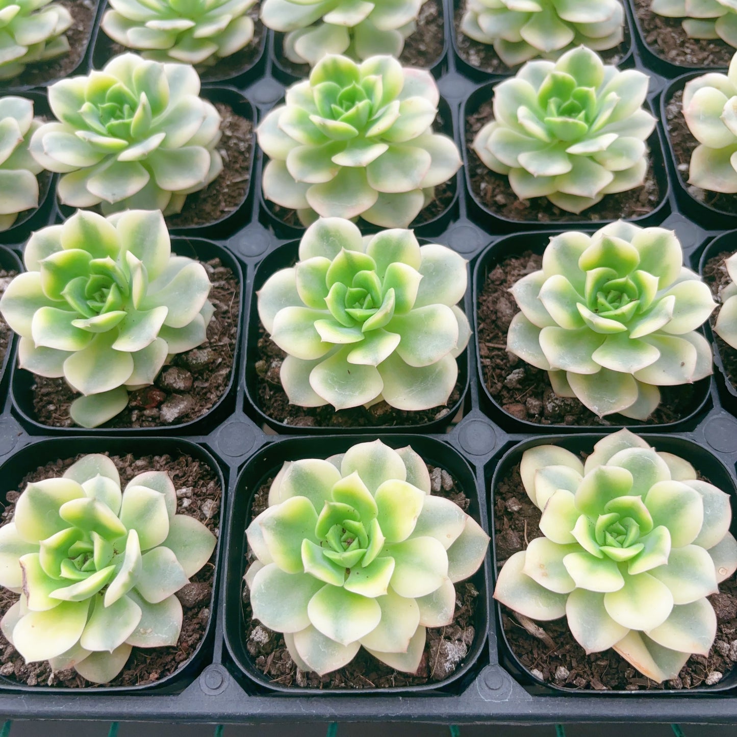 蜡牡丹锦Varigated Echeveria Rolly,Single Head,6.5cm Pot