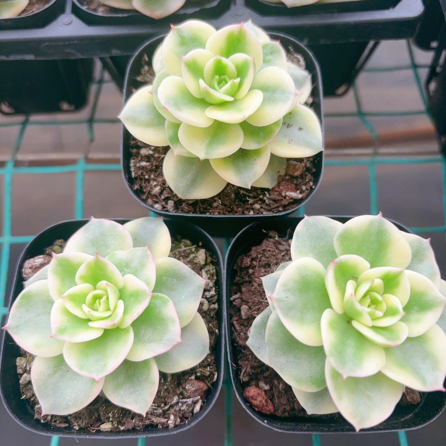 蜡牡丹锦Varigated Echeveria Rolly,Single Head,6.5cm Pot
