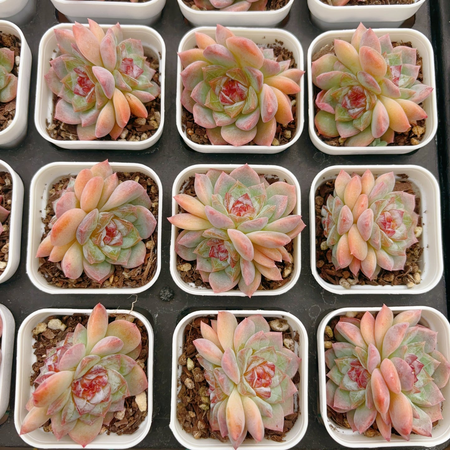 涟漪,Echeveria Rippling,2 Heads,6.5cm Pot