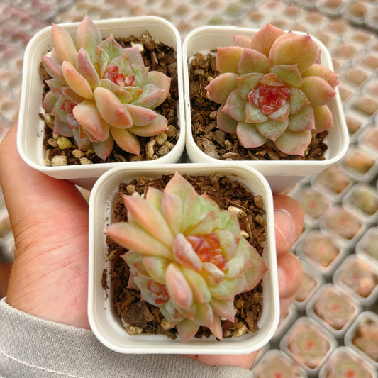 涟漪,Echeveria Rippling,2 Heads,6.5cm Pot