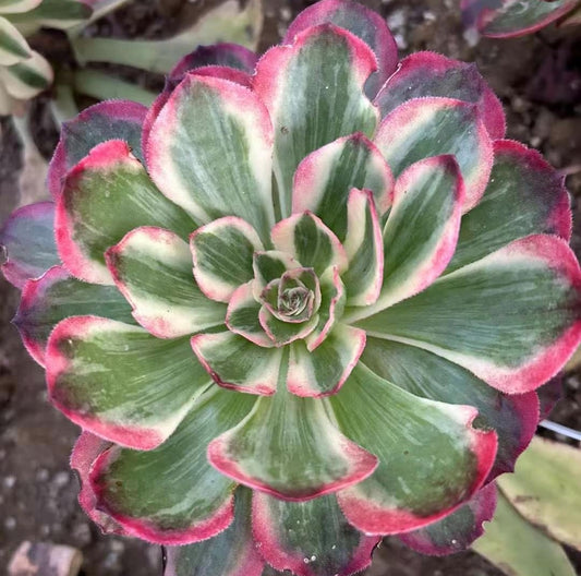 云荷,Aeonium Yunhe,Cutting 10cm