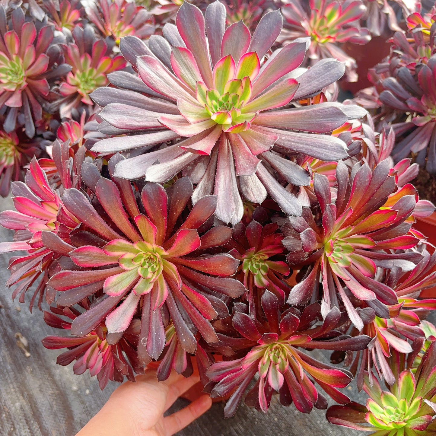 草莓蛋糕,Cluster Aeonium Strawberry Cake,Cluster 30-40cm,At Least 8 heads