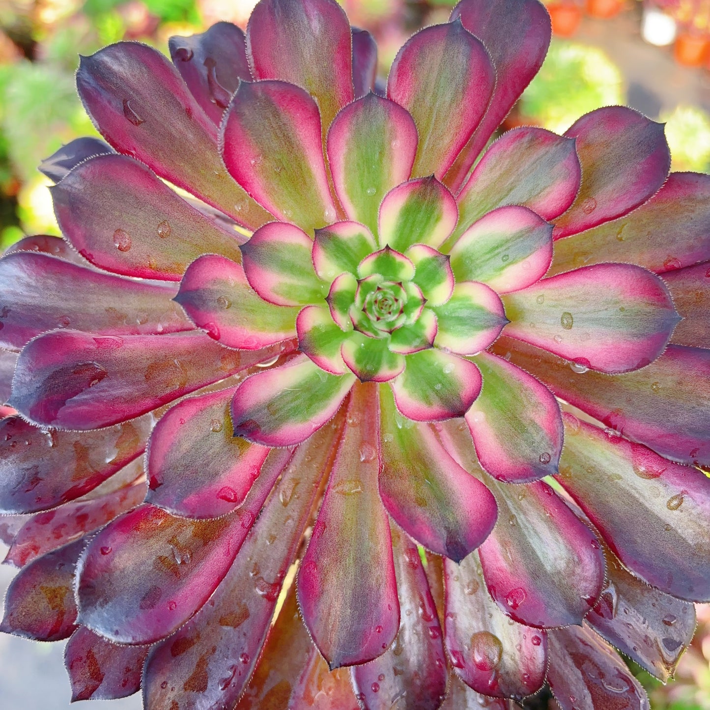 草莓蛋糕,Aeonium Strawberry Cake,Cutting 10cm