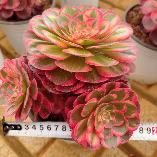 荔枝,Aeonium Litchi ,cluster,about 6 heads,15cm