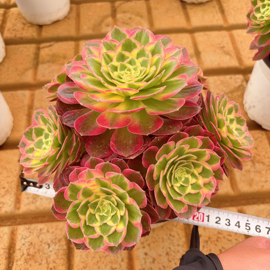 海王,Aeonium Neptune,cluster,At least 6 heads,15-20cm