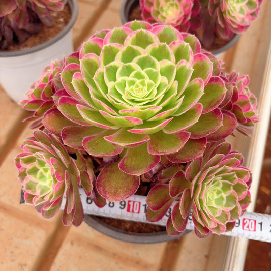 孔雀翎,Aeonium Peacock,cluster,At least 6 heads,15-20cm