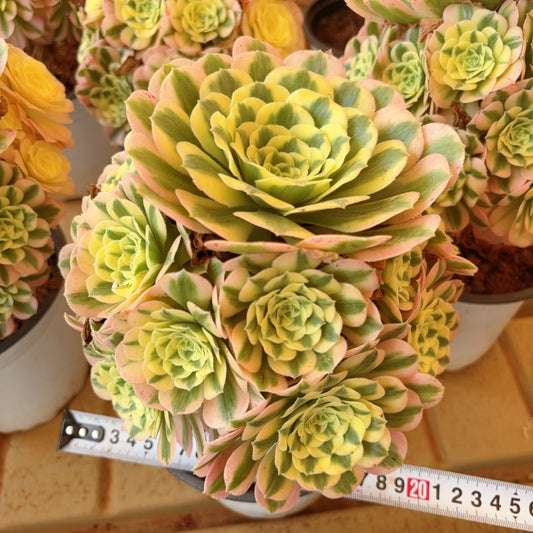 迈巴赫,Aeonium Maybach,cluster,At least 8 heads,15-20cm