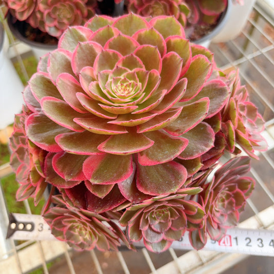 粉花妖,Aeonium Pink Flower Fairy,cluster,At least 7 heads,15-20cm