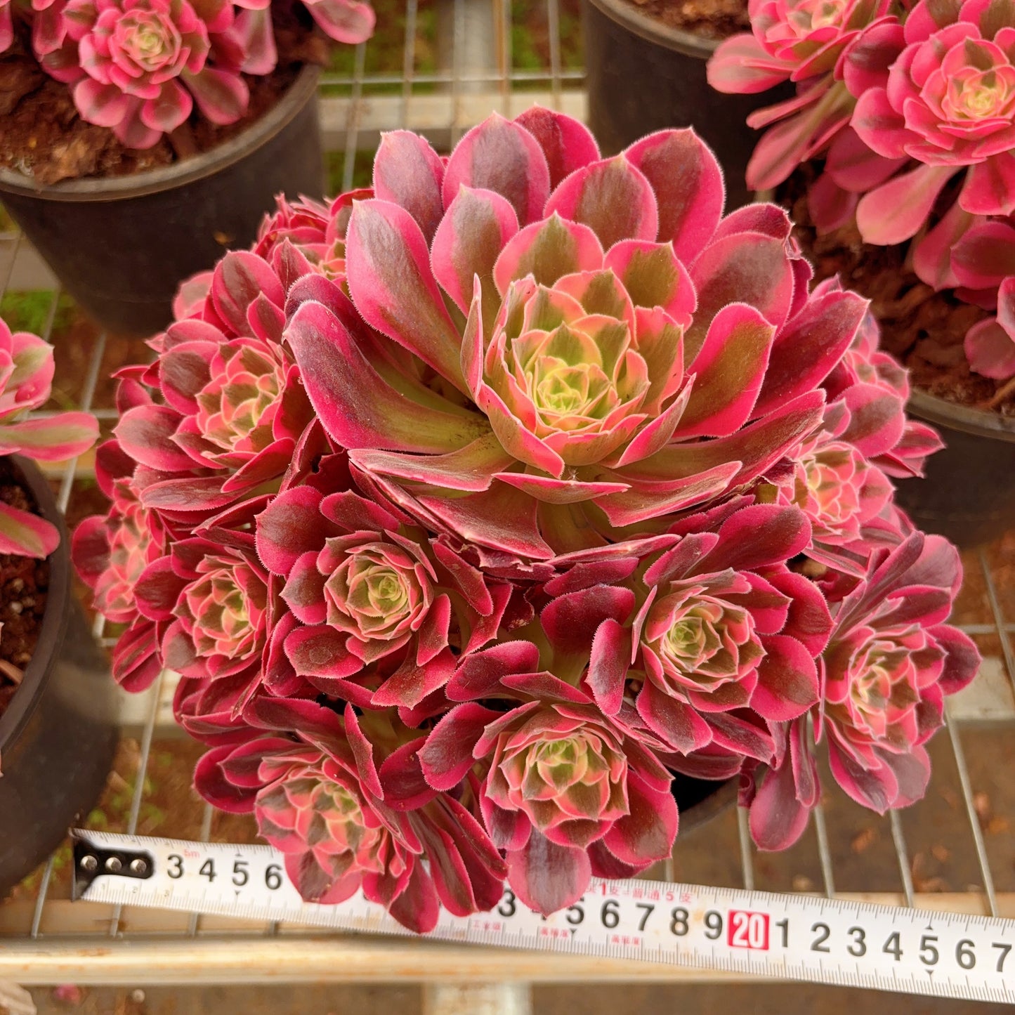 Pre-sale!!!!Shipping in September!!!!!粉女郎,Aeonium Pink Lady,cluster,At least 10 heads,20cm