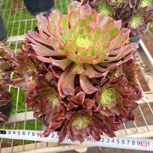 维纳斯,Aeonium Venus,cluster,At least 8 heads,20cm