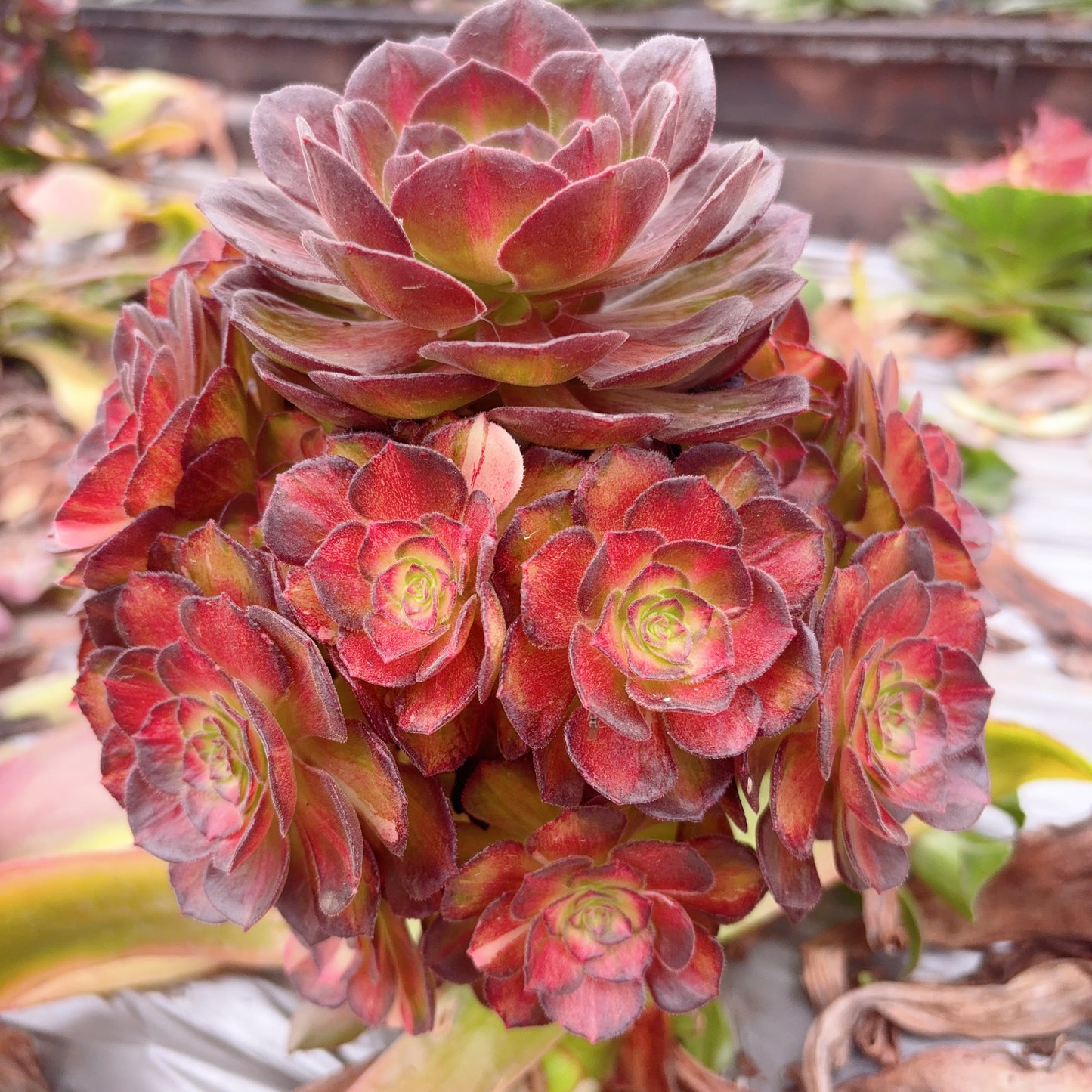Pre-sale!!!!Shipping in September!!!!!海珊瑚,Aeonium Sea Coral,Rootless cluster,At least 6 heads,15cm