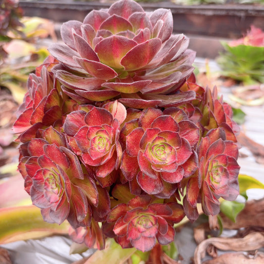 海珊瑚,Aeonium Sea Coral,Rootless cluster,At least 6 heads,15cm
