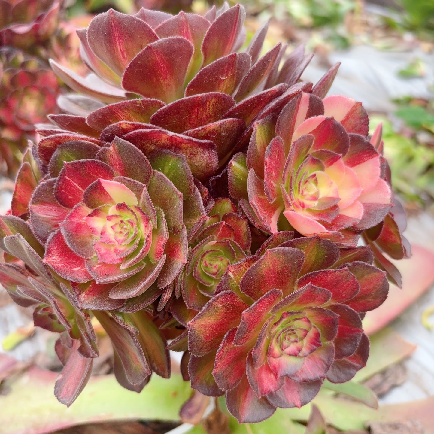 Pre-sale!!!!Shipping in September!!!!!海珊瑚,Aeonium Sea Coral,Rootless cluster,At least 6 heads,15cm