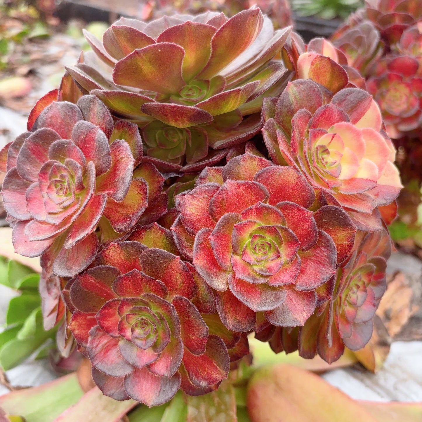 Pre-sale!!!!Shipping in September!!!!!海珊瑚,Aeonium Sea Coral,Rootless cluster,At least 6 heads,15cm