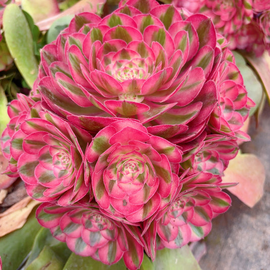 红荔枝,Aeonium Red Litchi,Rootless cluster,At least 8 heads,20cm