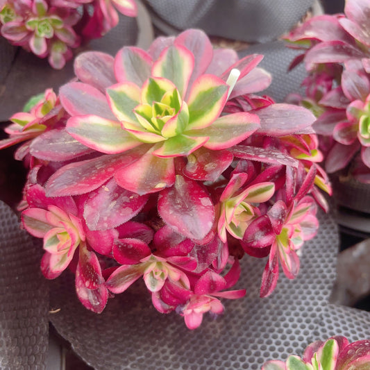 樱桃群,Aeonium Cherry,cluster,about 6 heads,15cm