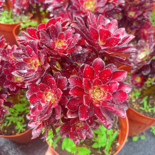 魅力,Aeonium Charm,cluster,At least 6 heads,15-20cm