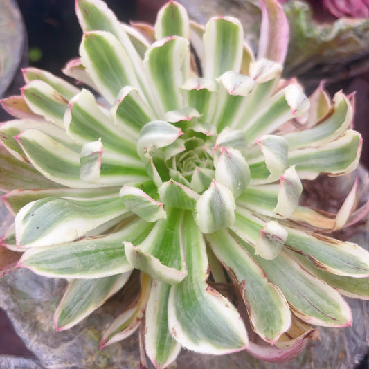 白鹭,Aeonium White Egret,Cutting,About 13cm