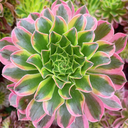 夕颜主头,Aeonium Sunset,Cutting,About 10-13cm